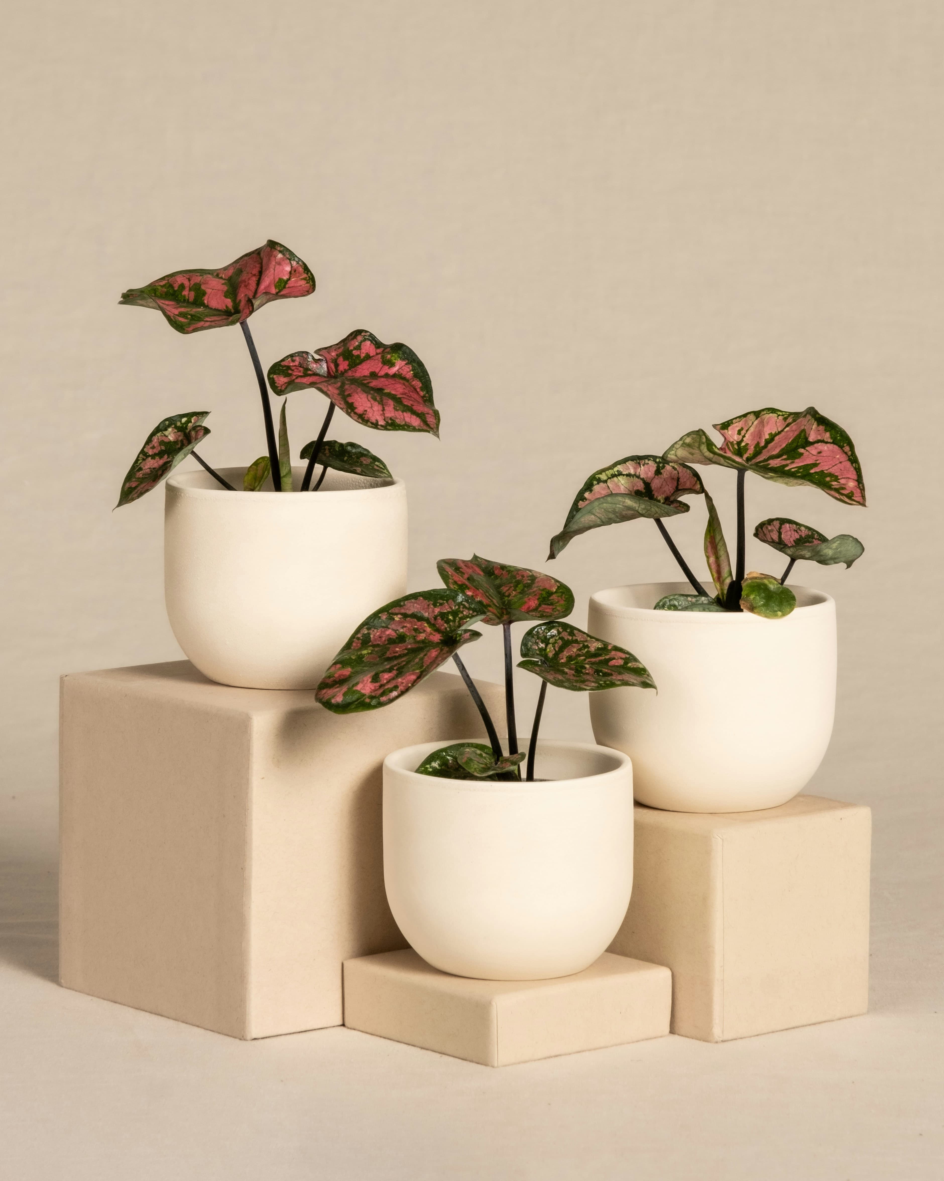 Three caladiums on different height platforms